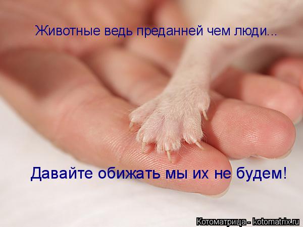 Животные ведь преданней чем люди... Давайте обижать мы их не будем!... Котоматрица: Животные ведь преданней чем люди... Давайте обижать мы их не будем!
