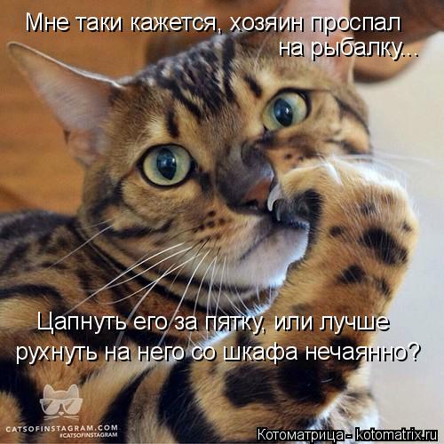 Мне таки кажется, хозяин проспал на рыбалку... Цапнуть его за пятку, или лучше рухнуть на него со шка... Котоматрица: Мне таки кажется, хозяин проспал на рыбалку... Цапнуть его за пятку, или лучше рухнуть на него со шкафа нечаянно?