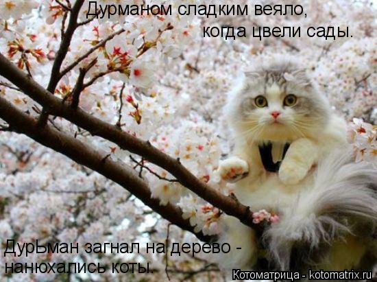 Дурманом сладким веяло, когда цвели сады. ДурЬман загнал на дерево - нанюхались коты.... Котоматрица: Дурманом сладким веяло, когда цвели сады. ДурЬман загнал на дерево - нанюхались коты.
