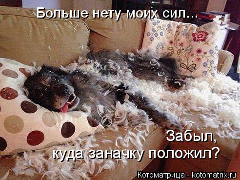 Больше нету моих сил... Забыл, куда заначку положил?... Котоматрица: Больше нету моих сил... Забыл, куда заначку положил?