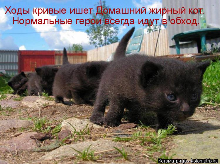 Ходы кривые ишет Домашний жирный кот. Нормальные герои всегда идут в обход.... Котоматрица: Ходы кривые ишет Домашний жирный кот. Нормальные герои всегда идут в обход.