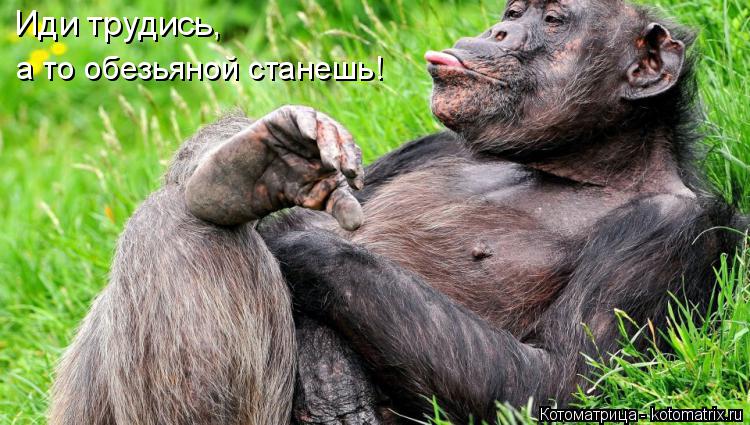 Иди трудись, а то обезьяной станешь!... Котоматрица: Иди трудись, а то обезьяной станешь!