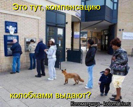 Это тут, компенсацию колобками выдают?... Котоматрица: Это тут, компенсацию колобками выдают?