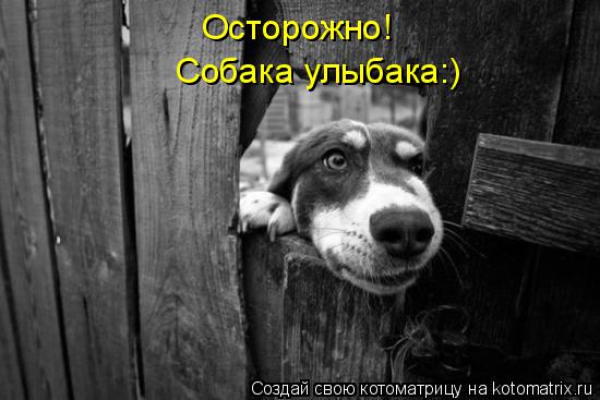 Осторожно! Собака улыбака:)... Котоматрица: Осторожно! Собака улыбака:)