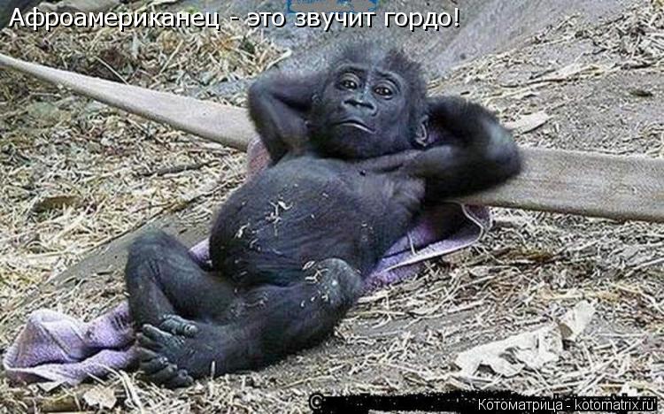 Котоматрица: Афроамериканец - это звучит гордо!