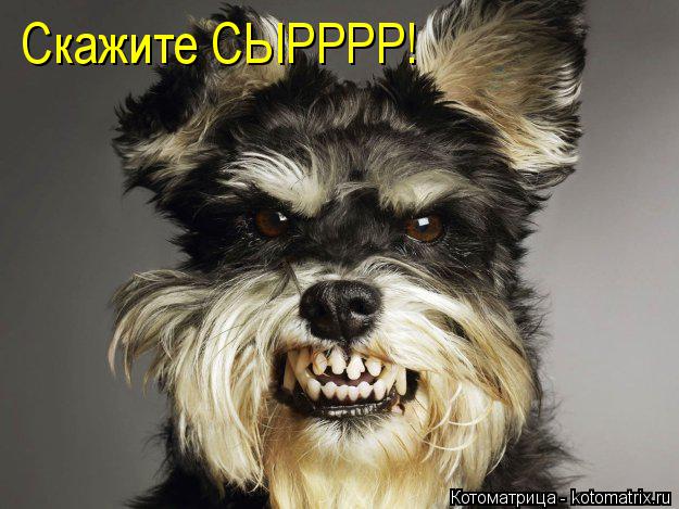 Котоматрица: Скажите СЫРРРР!