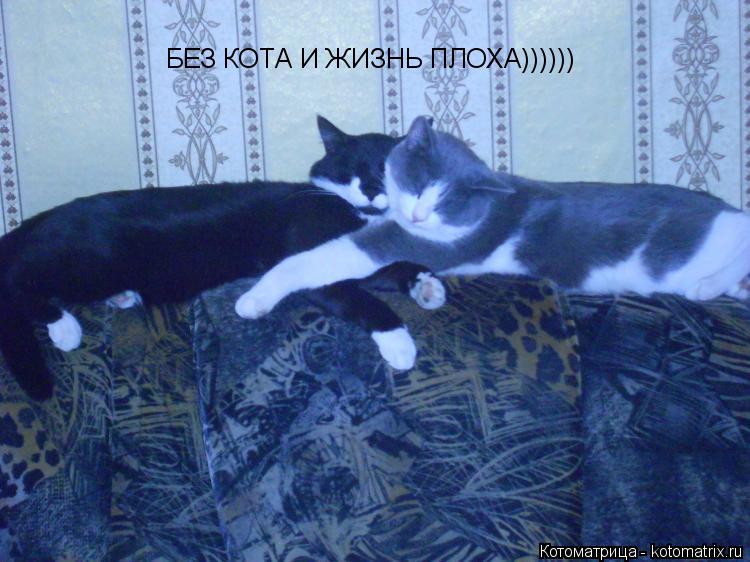 БЕЗ КОТА И ЖИЗНЬ ПЛОХА))))))... Котоматрица: БЕЗ КОТА И ЖИЗНЬ ПЛОХА))))))