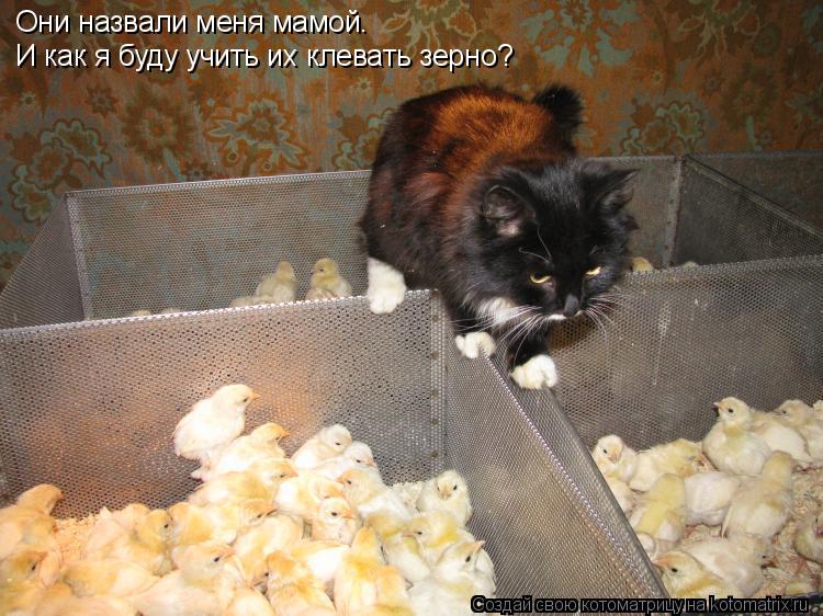 Котоматрица: Они назвали меня мамой. И как я буду учить их клевать зерно?