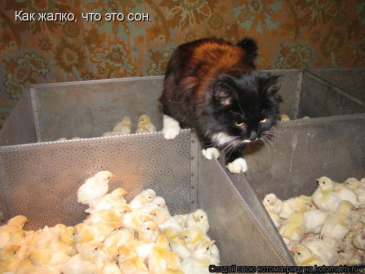 Котоматрица: Как жалко, что это сон.