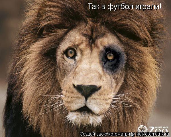 Котоматрица: Так в футбол играли!