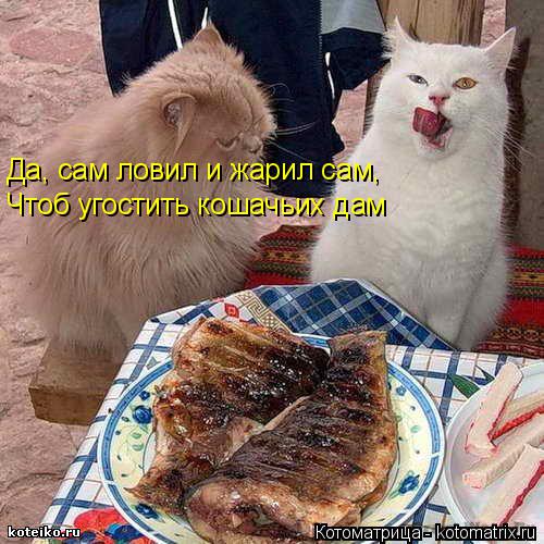 Котоматрица: Да, сам ловил и жарил сам, Чтоб угостить кошачьих дам