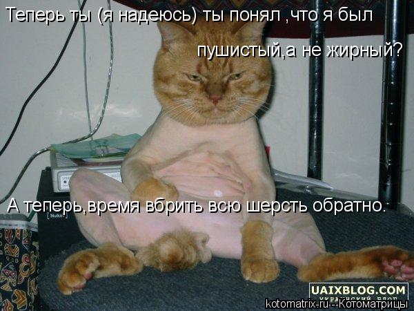 Котоматрица: Теперь ты (я надеюсь) ты понял ,что я был  пушистый,а не жирный? А теперь,время вбрить всю шерсть обратно.