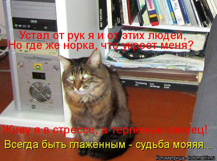 Котоматрица: Устал от рук я и от этих людей, Но где же норка, что укроет меня? Живу я в стрессе, а терпенью конеец!  Всегда быть глаженным - судьба мояяя...
