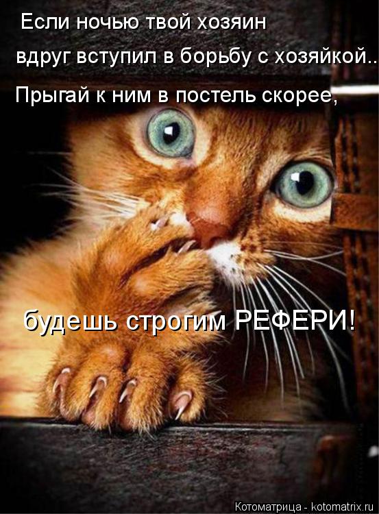 Если ночью твой хозяин вдруг вступил в борьбу с хозяйкой... Прыгай к ним в постель скорее, будешь ст... Котоматрица: Если ночью твой хозяин вдруг вступил в борьбу с хозяйкой... Прыгай к ним в постель скорее, будешь строгим РЕФЕРИ!