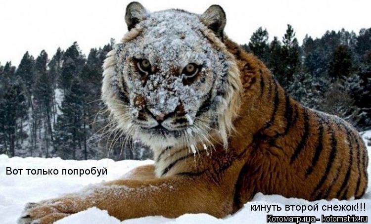 Котоматрица: кинуть второй снежок!!! Вот только попробуй