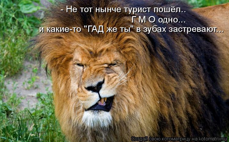 Котоматрица: и какие-то "ГАД же ты" в зубах застревают... Г М О одно... - Не тот нынче турист пошёл..