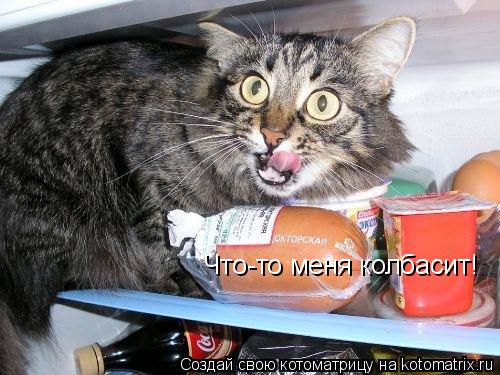 Котоматрица: Что-то меня колбасит!