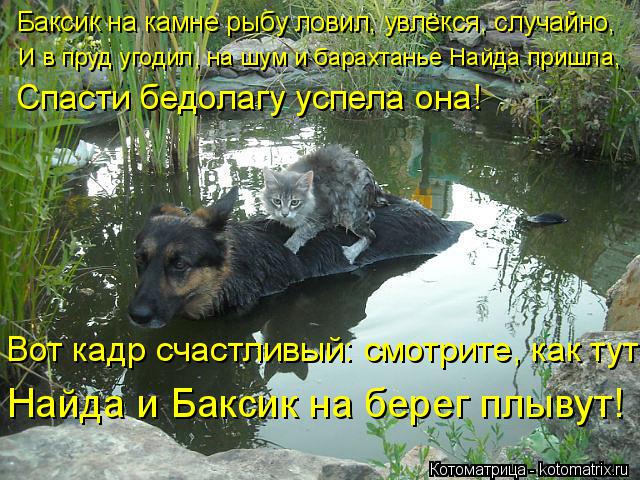 Баксик на камне рыбу ловил, увлёкся, случайно, И в пруд угодил, на шум и барахтанье Найда пришла, Спа... Котоматрица: Баксик на камне рыбу ловил, увлёкся, случайно, И в пруд угодил, на шум и барахтанье Найда пришла, Спасти бедолагу успела она! Вот кадр счастли
