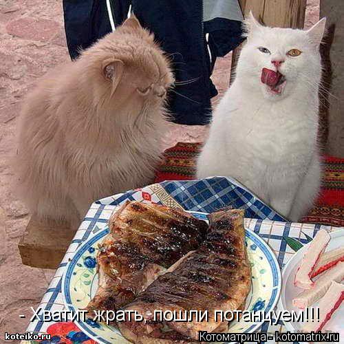 Котоматрица: - Хватит жрать, пошли потанцуем!!!