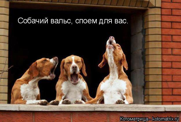 Котоматрица: Собачий вальс, споем для вас.