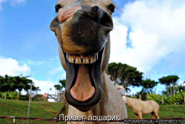 - Привет, лошарик!... Котоматрица: - Привет, лошарик!