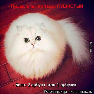 - Пушок, а ты что такой ПУШИСТЫЙ - Было 2 арбуза стал 1 арбузик... Котоматрица: - Пушок, а ты что такой ПУШИСТЫЙ - Было 2 арбуза стал 1 арбузик