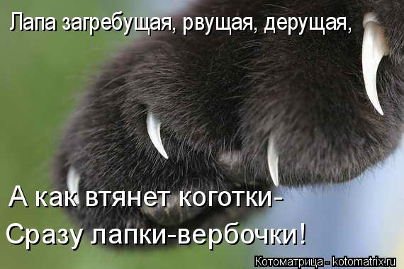 Котоматрица: Лапа загребущая, рвущая, дерущая, А как втянет коготки- Сразу лапки-вербочки!