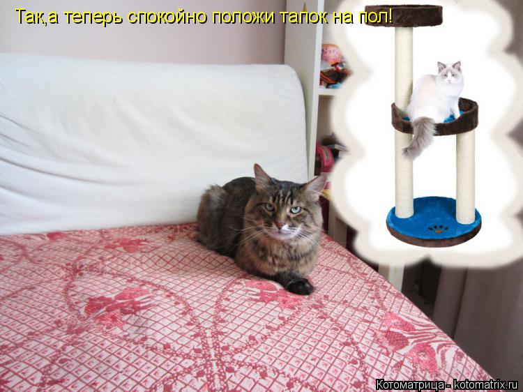 Так,а теперь спокойно положи тапок на пол!... Котоматрица: Так,а теперь спокойно положи тапок на пол!