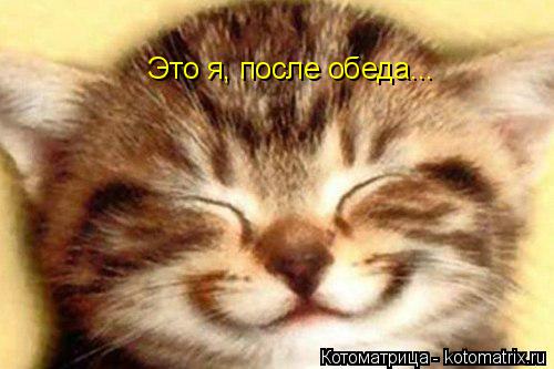 Котоматрица: Это я, после обеда...