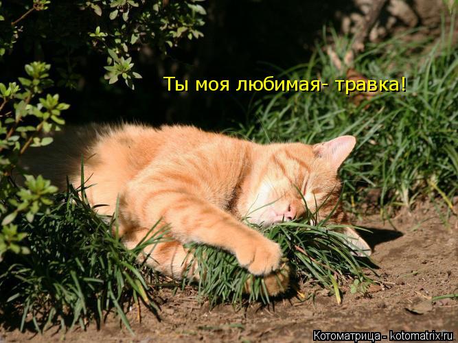 Ты моя любимая- травка!... Котоматрица: Ты моя любимая- травка!