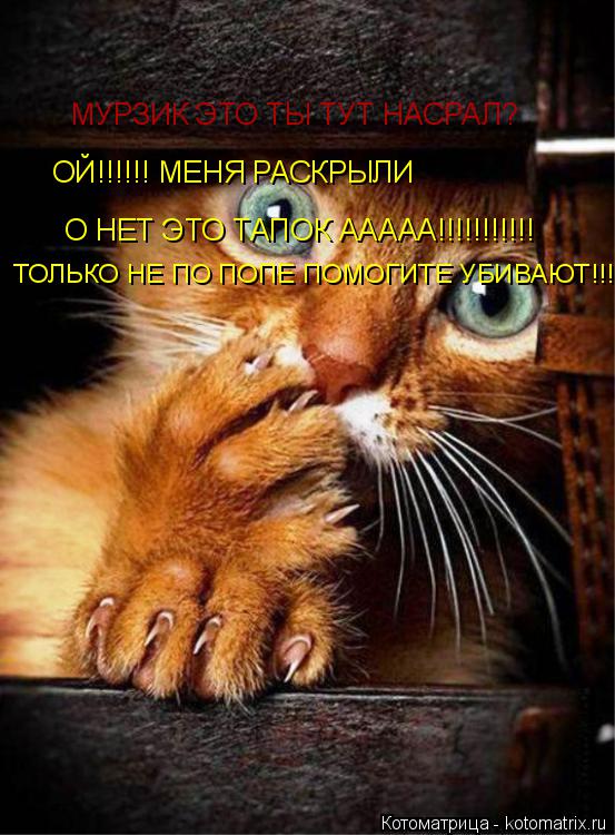 МУРЗИК ЭТО ТЫ ТУТ НАСРАЛ? ОЙ!!!!!! МЕНЯ РАСКРЫЛИ О НЕТ ЭТО ТАПОК ААААА!!!!!!!!!!! ТОЛЬКО НЕ ПО ПОПЕ П... Котоматрица: МУРЗИК ЭТО ТЫ ТУТ НАСРАЛ? ОЙ!!!!!! МЕНЯ РАСКРЫЛИ О НЕТ ЭТО ТАПОК ААААА!!!!!!!!!!! ТОЛЬКО НЕ ПО ПОПЕ ПОМОГИТЕ УБИВАЮТ!!!!