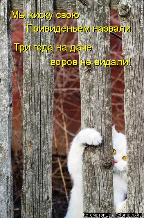 Мы киску свою Привиденьем назвали. Три года на даче воров не видали!... Котоматрица: Мы киску свою Привиденьем назвали. Три года на даче воров не видали!