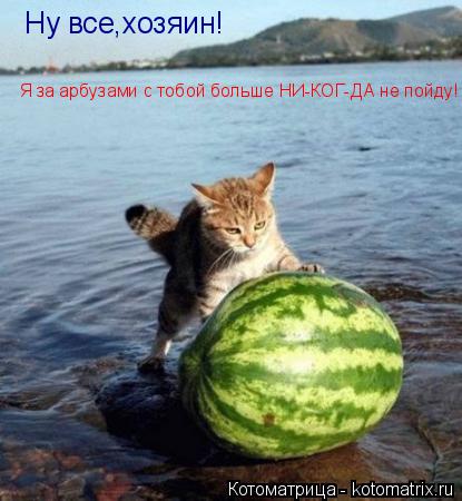 Ну все,хозяин! Я за арбузами с тобой больше НИ-КОГ-ДА не пойду!... Котоматрица: Ну все,хозяин! Я за арбузами с тобой больше НИ-КОГ-ДА не пойду!