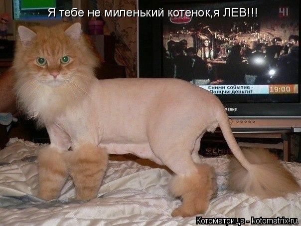 Котоматрица: Я тебе не миленький котенок,я ЛЕВ!!!