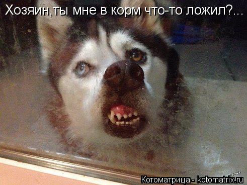 Хозяин,ты мне в корм что-то ложил?...... Котоматрица: Хозяин,ты мне в корм что-то ложил?...