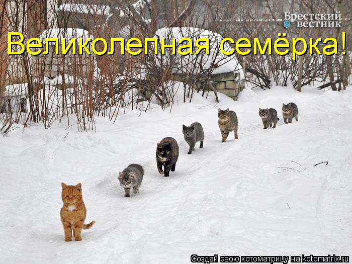 Великолепная семёрка!... Котоматрица: Великолепная семёрка!