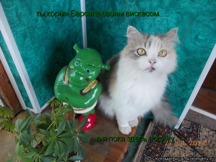 ты,корми,Барсика своим вискасом.... ...а я пока здесь посижу....... Котоматрица: ты,корми,Барсика своим вискасом.... ...а я пока здесь посижу....