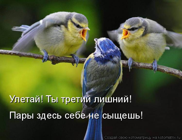 Улетай! Ты третий лишний! Пары здесь себе не сыщешь!... Котоматрица: Улетай! Ты третий лишний! Пары здесь себе не сыщешь!