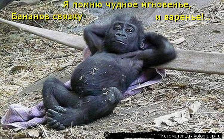 Котоматрица: Бананов связку  и варенье!.. Я помню чудное мгновенье,