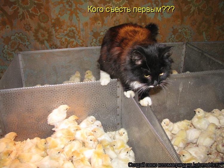 Котоматрица: Кого съесть первым???