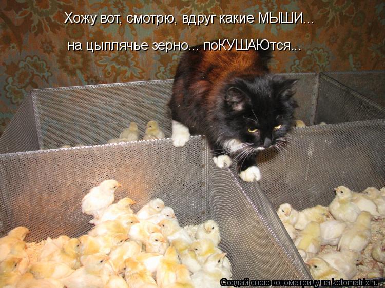 Котоматрица: Хожу вот, смотрю, вдруг какие МЫШИ...  на цыплячье зерно... поКУШАЮтся...