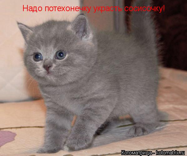 Котоматрица: Надо потехонечку украсть сосисочку!