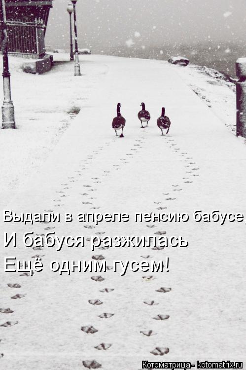 Выдали в апреле пенсию бабусе, И бабуся разжилась Ещё одним гусем!... Котоматрица: Выдали в апреле пенсию бабусе, И бабуся разжилась Ещё одним гусем!