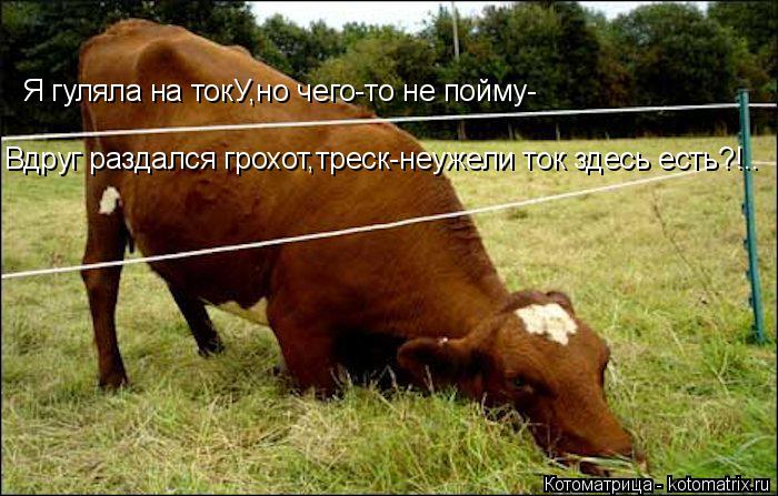 Я гуляла на токУ,но чего-то не пойму- Вдруг раздался грохот,треск-неужели ток здесь есть?!..... Котоматрица: Я гуляла на токУ,но чего-то не пойму- Вдруг раздался грохот,треск-неужели ток здесь есть?!..