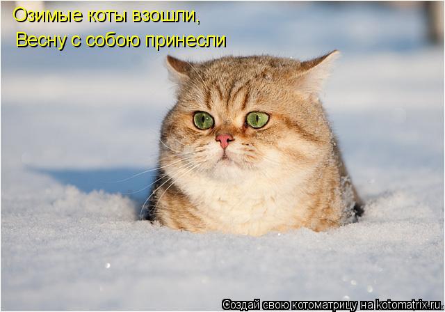 Котоматрица: Озимые коты взошли, Весну с собою принесли