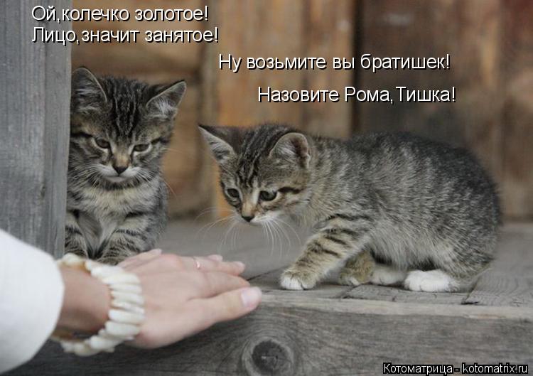 Ой,колечко золотое! Лицо,значит занятое! Ну возьмите вы братишек! Назовите Рома,Тишка!... Котоматрица: Ой,колечко золотое! Лицо,значит занятое! Ну возьмите вы братишек! Назовите Рома,Тишка!