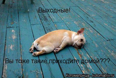 Котоматрица: Выходные! Вы тоже такие приходите домой???
