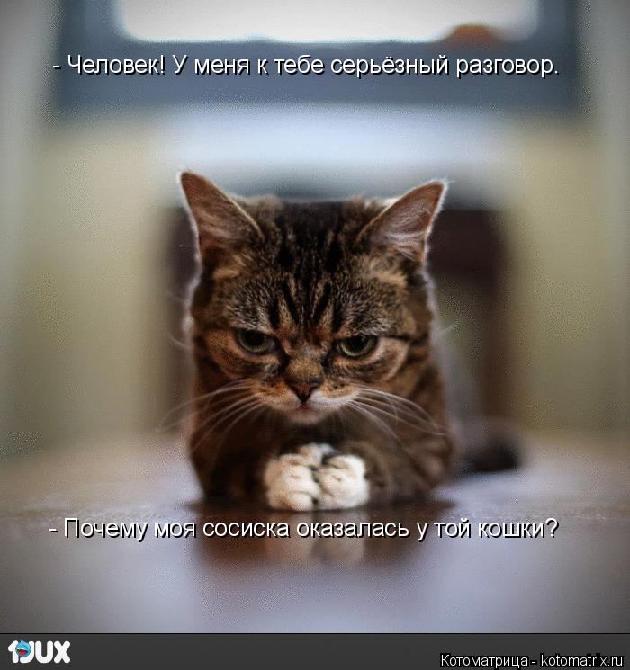 Котоматрица: - Человек! У меня к тебе серьёзный разговор. - Почему моя сосиска оказалась у той кошки?