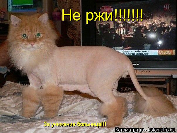 Котоматрица: Не ржи!!!!!!! За унижение больница!!!