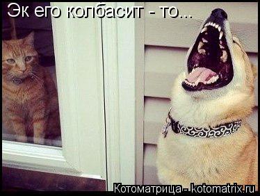 Эк его колбасит - то...... Котоматрица: Эк его колбасит - то...